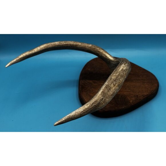 Rustic Mounted Deer Antler Display – Cabin Decor, Shed Antler on Wood Base - Picture 3 of 9